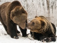 Времена года (2015)
